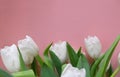 White tulip flowers on a pink background. Royalty Free Stock Photo