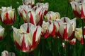 White tulip flowers with red stripes, hybrid Twinkle in full blossom Royalty Free Stock Photo