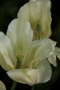 White Tulip