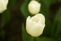 White tulip in the garden Royalty Free Stock Photo
