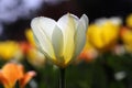 White Tulip in Garden, Others in Background