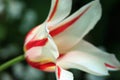 A white tulip in the garden with red stripes Royalty Free Stock Photo