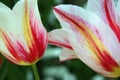 A white tulip in the garden with red stripes Royalty Free Stock Photo