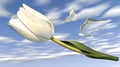 White tulip, glass shards, sky, fragility, hope Royalty Free Stock Photo