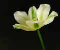 White tulip with green lines Royalty Free Stock Photo