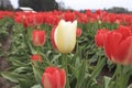 a white tulip growing on a red tulip row. Royalty Free Stock Photo