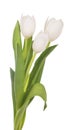 White tulips on white background Royalty Free Stock Photo