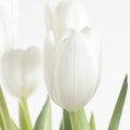 White tulip just opening sq