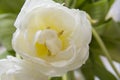 White tulip macro green leaves Royalty Free Stock Photo