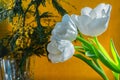 white tulip and mimosa on a orange background