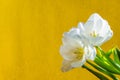 white tulip on a orange background