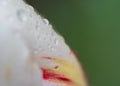 White tulip petal with red and yellow stripes covered with raindrops Royalty Free Stock Photo