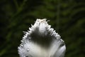 White tulip. Petals fell after the rain. fern.