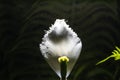 White tulip. Petals fell after the rain. fern.