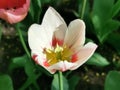 A white tulip with pink streaks.The festival of tulips on Elagin Island in St. Petersburg Royalty Free Stock Photo