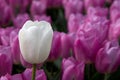 White tulip and pink tulips