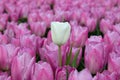 White tulip and pink tulips