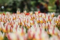 A white tulip with pink and yellow highlights standing out