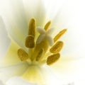 White Tulip with pistel and stamen Royalty Free Stock Photo