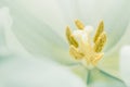 White tulip, pistil and stamen. Empty space for text