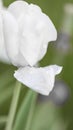 White tulip after rain Royalty Free Stock Photo