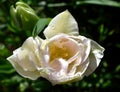 White tulip with rain drops Royalty Free Stock Photo