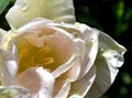 White tulip with rain drops Royalty Free Stock Photo