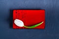 White tulip on a red ceramic tray for sushi on a blue concrete background, space for textn