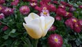 White tulip and red marguerite on a background Royalty Free Stock Photo