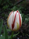White tulip with red stripe Royalty Free Stock Photo
