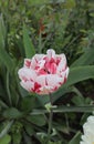 A white tulip with red stripes on a flower bed in the garden. Royalty Free Stock Photo