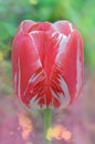 White tulip with red stripes in the garden Royalty Free Stock Photo