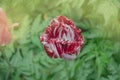 White tulip with red stripes in the garden Royalty Free Stock Photo