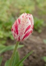 White tulip with red stripes in the garden Royalty Free Stock Photo