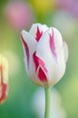 White tulip with red stripes in the garden Royalty Free Stock Photo