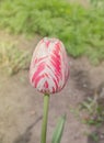 White tulip with red stripes in the garden Royalty Free Stock Photo