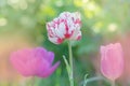 White tulip with red stripes in the garden Royalty Free Stock Photo