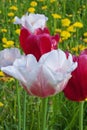 White and red tulips against the background of a field with dandelions