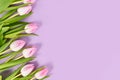 White tulip spring flowers with pink tips in corner of violet background Royalty Free Stock Photo