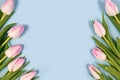 White tulip spring flowers with pink tips forming border around edges of light blue background with blank copy space Royalty Free Stock Photo