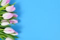 White tulip spring flowers with pink tips on left side of blue background with blank copy space Royalty Free Stock Photo