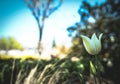 white tulip spring time flower with blurred out background Royalty Free Stock Photo