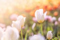 White Tulip in Spring under sun ray, Beautiful and colourful