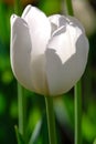 White tulip Royalty Free Stock Photo