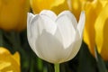 White tulip proteus