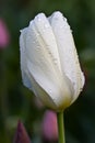 White tulip (Tulipa)