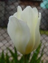 white Tulip Royalty Free Stock Photo