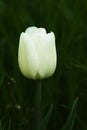 White Tulip