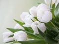 White tulips