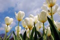 White tulips